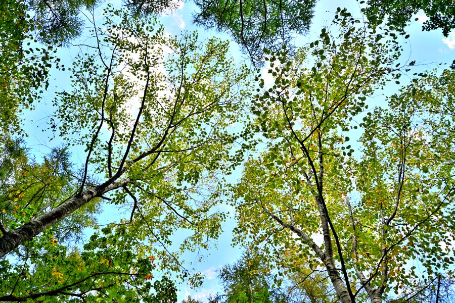 風景写真パネル 福島 二本松市 あだたら渓谷奥岳自然遊歩道の木々 04 アートパネル インテリア 壁掛け 壁飾り 模様替え 雰囲気作り 風水 リビング ダイニン...