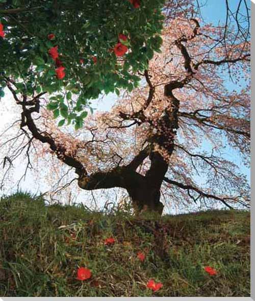 風景写真パネル 福島 小倉寺観音の桜と椿 癒やし 和み リラックス お花見 花 春 ボタニカル 景色 写真 アートパネル インテリア パネル ディスプレイ パネル ギフト プレゼントお祝い 結婚 新居 引っ越し 誕生日 入学 卒業 成人 記念日 PO-14-P25