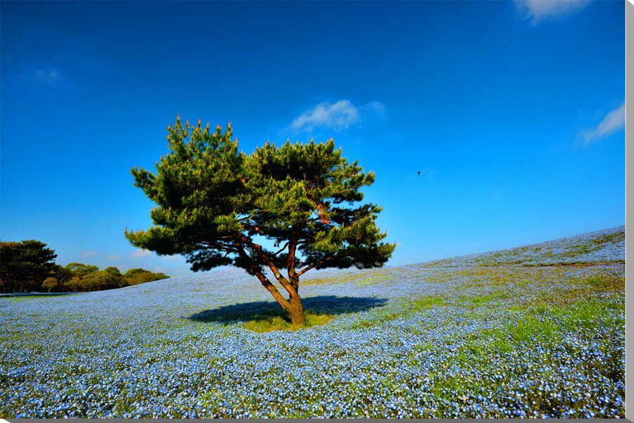 風景写真パネル 茨城 ひたち海浜公園 ネモフィラ 花 ボタニカル インテリア アートパネル パネル 写真 壁飾り 壁掛け 額要らず 模様替え 雰囲気作り 風水 旅の思い出 癒やし ヒーリング おしゃれ オシャレ リビング ダイニング オフィス 玄関 ロビー IBA-052-F25