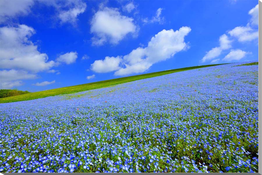 風景写真パネル 茨城 ひたち海浜公園 ネモフィラ 側面画像あり ボタニカル ウォールデコ アートパネル グラフィックアート インテリア 壁飾り 壁掛け 額要らず...