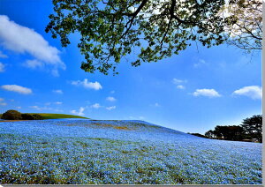 風景写真パネル 茨城 ひたち海浜公園 ネモフィラ 花 ボタニカル ウォールデコ アートパネル グラフィック インテリア パネル 写真 壁飾り 壁掛け 額要らず 模様替え 雰囲気作り 風水 旅の思い出 ギフト プレゼント お祝い 結婚 出産 誕生日 成人式 就職 記念日 IBA-049-P40