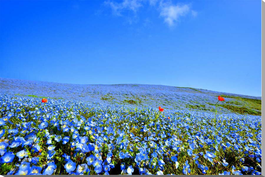 風景写真パネル 茨城 ひたち海浜公園 ネモフィラ 花 ボタニカル アートパネル インテリア パネル 写真 プレゼント ギフト お礼 お祝い 結婚 新居 出産 誕生日 入学 卒業 成人 就職 年祝い 記念日 母の日 父の日 癒やし ヒーリング オシャレ おしゃれ IIBA-057-F25