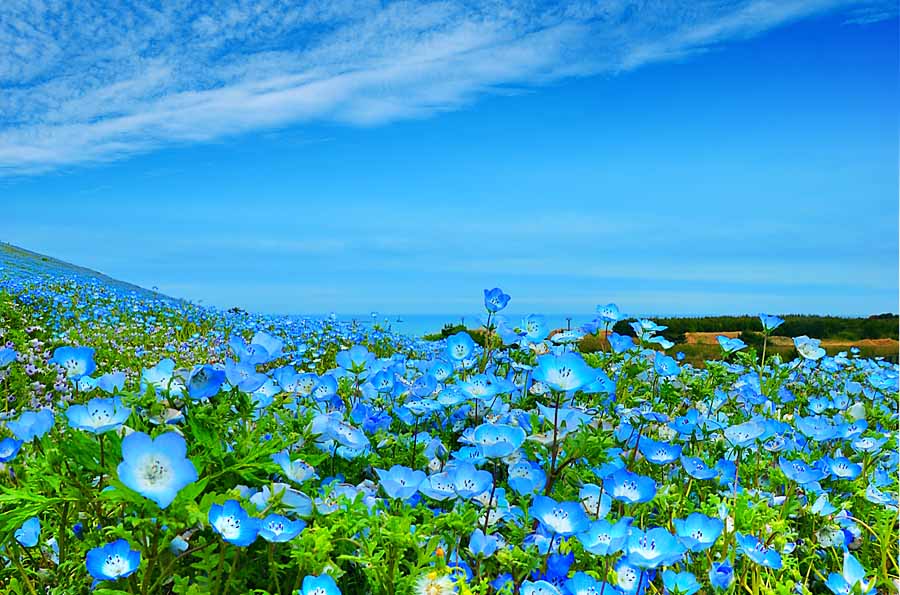 楽天写真パネルのあぁとすぺーすつくば風景写真パネル 茨城 ひたち海浜公園 ネモフィラ キャンバス地 アートパネル グラフィックアート ウォールデコ パネル 写真 癒やし おしゃれ モダン インテリア 壁飾り 壁掛け 額要らず 模様替え 雰囲気作り 風水 旅の思い出 玄関 リビング オフィス ロビー IYA-001-B2