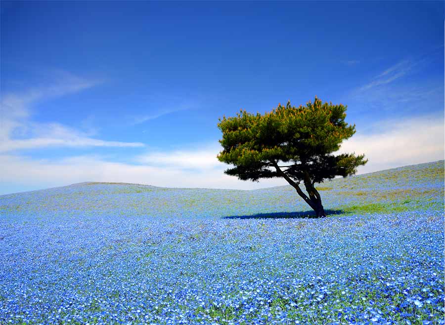 風景写真パネル 茨城 ひたち海浜公園 ネモフィラ 側面画像あり 壁飾り 壁掛け 額要らず 模様替え 雰囲気作り 風水 旅の思い出 玄関 リビング オフィス ロビー IBA-064-B2skm