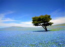 楽天写真パネルのあぁとすぺーすつくば風景写真パネル 茨城 ひたち海浜公園 ネモフィラ 花 ボタニカル ウォールデコ アートパネル グラフィック インテリア パネル 写真 壁飾り 壁掛け 額要らず 模様替え 雰囲気作り 風水 旅の思い出 ギフト プレゼント お祝い 結婚 出産 誕生日 成人式 就職 記念日 IBA-050-P40