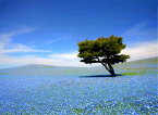 風景写真パネル 茨城 ひたち海浜公園 ネモフィラ 側面画像有 壁飾り 壁掛け 額要らず 模様替え 雰囲気作り 風水 旅の思い出 玄関 リビング オフィス ロビー IBA-064-B2 アートパネル グラフィックアート ウォールデコ パネル 写真 癒やし おしゃれ モダン インテリア