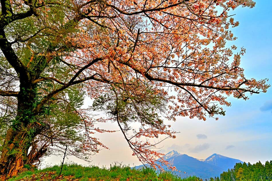 【磐梯山】 福島のシンボルのひとつであり、日本百名山にも選ばれています。 「会津磐梯山」「会津富士」とも呼ばれ、民謡の中では「宝の山」とうたわれています。 その磐梯山をバックに、猪苗代町の「いなわしろ聖苑」付近の小川の土手の桜を撮りました。...