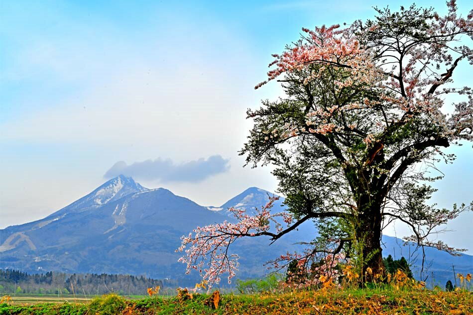 風景写真ポスター 福島 猪苗代町 磐梯山と桜 03 インテリ