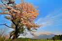 風景写真パネル 福島 猪苗代町 磐梯山と桜 08 アートパネル インテリア ウォールデコ ディスプレイ パネル 写真 山 花 春 ボタニカル プレゼント ギフト お祝い 結婚祝い 新築祝い 引っ越し祝い 誕生日祝い 記念日 旅の思い出 FUK-BDS-08-M25