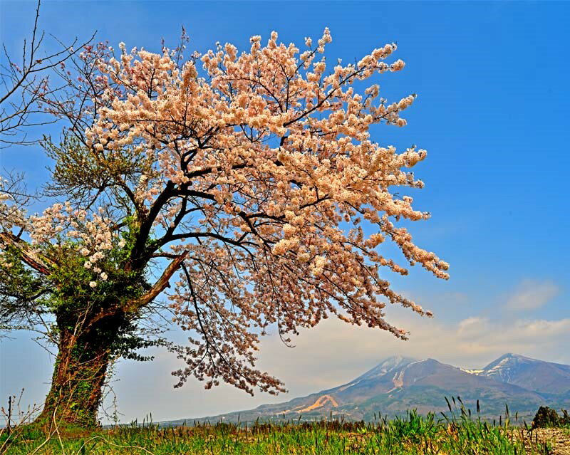 風景写真パネル 福島 猪苗代町 磐梯山と桜 12 インテリア アートパネル ウォールデコ ディスプレイ ボタニカル 花 山 写真 パネル 壁飾り 壁掛け 額要らず 模様替え 雰囲気作り 風水 玄関 リビング オフィス ロビー 玄関 FUK-BDS-12-P25