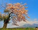 風景写真パネル 福島 猪苗代町 磐梯山と桜 12 インテリア アートパネル ウォールデコ ディスプレイ ボタニカル 花 山 写真 パネル 壁飾り 壁掛け 額要ら...