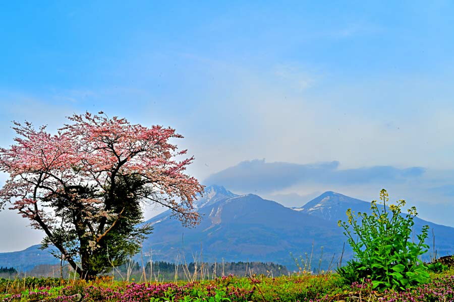 風景写真ポスター 福島 猪苗代町 磐梯山とさくらと菜の花 イ