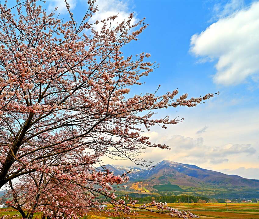 風景写真ポスター 福島 猪苗代町 磐梯山と桜 16 インテリア アートポスター ポスター 写真 山 花 春 景色 壁掛け 壁飾り 模様替え 雰囲気作り リビング ダイニング オフィス 玄関 プレゼント ギフト お祝い 結婚祝い 新築祝い 引っ越し祝い 誕生日祝い 記念日 PS-FUK-BDS-16