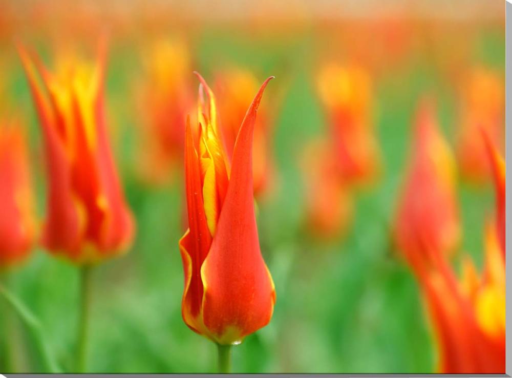 【チューリップ】 こちらの品種はフライアウェイです。 全般的な花言葉は「愛」「博愛」「思いやり」、赤い花の場合は「愛の告白」「真実の愛」 撮影場所は茨城県稲敷市の和田公園です。 ◆サイズ：45.5×38×厚さ2センチ （F8) ◆重 さ：約600g 壁に負担がかかりません ◆取り付け金具付き ◆キャンバス地の説明 キャンバス地（丈夫な布）にプリントをしてあります。 表面に保護材を塗布してありますので、きらきらとした油絵のような仕上がりになっています。 万一、水滴がついても浸み込みませんから、取り扱いが楽です。 そのままパネルで飾るのはもちろん、額装をして高級感のある展示をされるのもおすすめです。 ◆写真パネルの発送は ご注文から、2〜3営業日以内に発送。 特注サイズは、10営業日以内に発送致します。花のある風景写真パネル ◆風水では絵画より、写真を飾る方が効果が高いと言われます。 ◆絵画と異なり、リーズナブルな料金でスペースを飾ることができ、その景色を臨場感たっぷりに味わうことができます。 【飾り方と用途】 写真の大きさに比較して軽く仕上がりますので、壁に負担がかからず、付属の金具で簡単に、スマートに飾れます。 裏面の丁寧な始末で、金属の露出を無くし壁にキズやサビの付着が無いようにしてあります。 オフィスのアクセント、リビングや玄関のインテリアとして、癒やしの空間、お部屋の雰囲気作りに、また旅の思い出として飾ってください。 額装して壁掛けインテリアにもおすすめです。 おしゃれなインテリアアートとして、お祝い、ギフトにお薦めです。 新築や引っ越しのお祝い、入学や卒業のお祝い、成人式やご結婚、お誕生日のプレゼント、クリスマスプレゼントなど、各種ギフト用品として幅広くお使いください。きっと喜んでいただけることでしょう。 パソコンのモニターの色と、実際の商品の色が多少異なることがあります。　