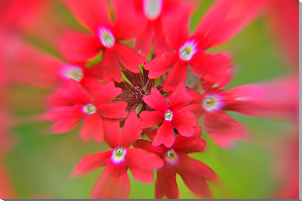 風景写真パネル バーベナ 花 ボタニカル アートパネル グラフィックアート ウォールデコ 癒やし おしゃれ モダン インテリア 壁飾り 壁..