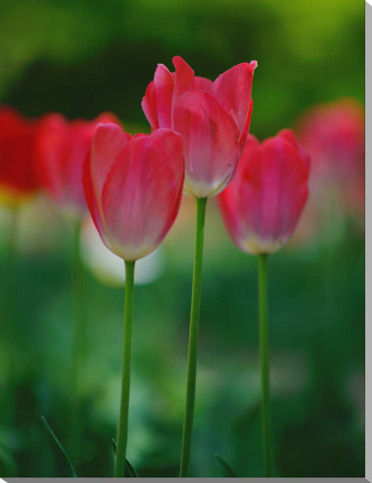 風景写真パネル チューリップ キャンバス地 ボタニカル 癒やし ヒーリング おしゃれ オシャレ インテリア アートパネル ウォールデコ ディスプレイ パネル 写...