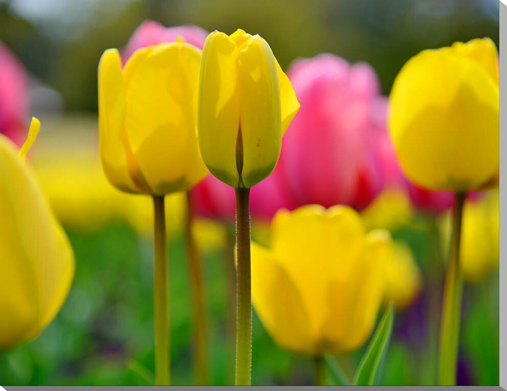 【チューリップ】 こちらの品種はレディーマーゴットです。 全般的な花言葉は「愛」「博愛」「思いやり」、黄色の花の場合は「実らぬ恋」「正直」 撮影場所は茨城県稲敷市の和田公園です。 ◆サイズ：41×31.8×厚さ2.4cm （F6) ◆重 さ...