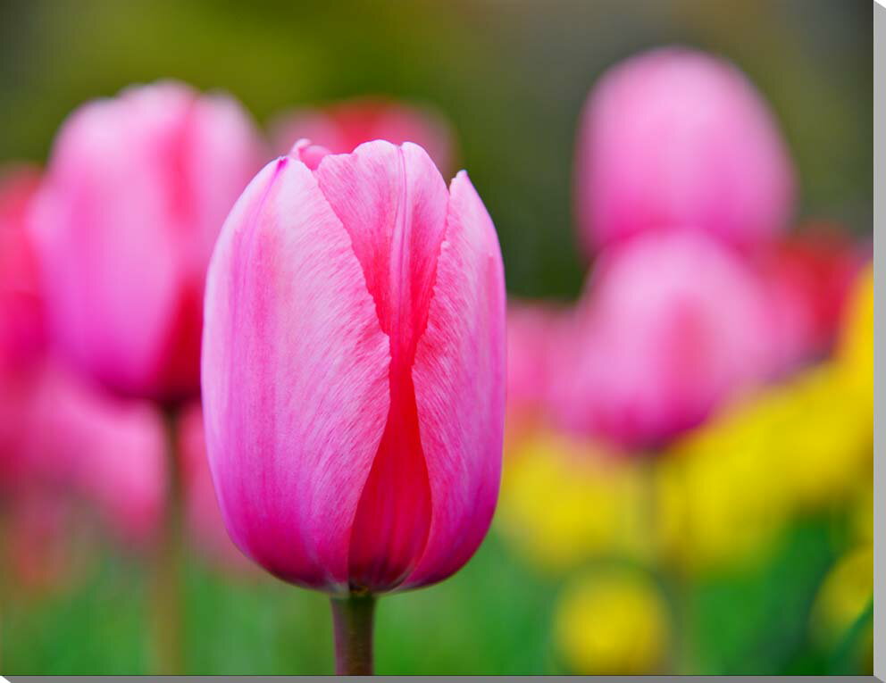 風景写真パネル チューリップ キャンバス地 ボタニカル 春 のどか 癒やし オシャレ アートパネル インテリア ウォールデコ ディスプレイ パネル 写真 壁飾り...