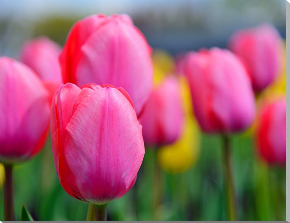 風景写真パネル チューリップ キャンバス地 ボタニカル 春 のどか 癒やし おしゃれ オシャレ インテリア アートパネル ウォールデコ ディスプレイ パネル 写...