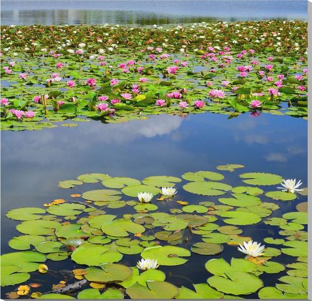 風景写真パネル 花 プレゼント スイレン 100 100cm Hn 173 S40インテリア ポスターとは違う リビング 玄関にそのまま飾れる額が いらない 壁掛け 壁飾り 送料無料 絵画 新築祝い アート アートパネル 癒やしの装飾をお祝い プレゼント ギフトにも 写真パネルのあぁと
