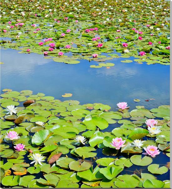 風景写真パネル 茨城 土浦 乙戸沼 スイレン 睡蓮 ボタニカル アートパネル インテリア グラフィックアート ウォールデコ ボタニカル 花畑 解放感 癒やし お...