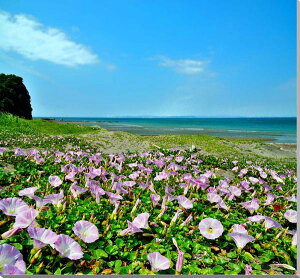 風景写真パネル 千葉 磯根崎 浜昼顔（ハマヒルガオ） ボタニカル インテリア アートパネル ウォールデコ パネル 写真 壁飾り 壁掛け 額要らず 模様替え 雰囲気作り 新築 リフォーム オフィス リビング 玄関 ロビー 風水 ヒーリング 癒やし オシャレ モダン HN-178-10987