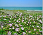 風景写真パネル 千葉 磯根崎 咲き誇る浜昼顔 （ハマヒルガオ） アートパネル インテリア ウォールデコ グラフィック パネル 写真 プレゼント ギフト 贈答品 お祝い 結婚 新居 出産 誕生日 入学 卒業 成人式 記念日 母の日 父の日 HN-181-F50