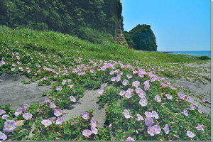 風景写真パネル 千葉 磯根崎 浜昼顔 （ハマヒルガオ） アートパネル インテリア ウォールデコ グラフィック パネル 写真 プレゼント ギフト 贈答品 お祝い 結婚 新居 出産 誕生日 入学 卒業 成人式 記念日 母の日 父の日 HN-182-M30