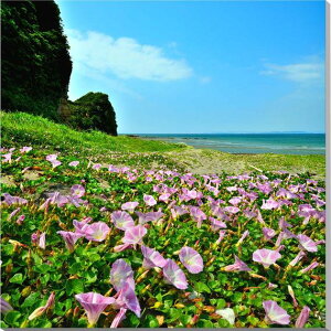 風景写真パネル 千葉 磯根崎 浜昼顔 （ハマヒルガオ） アートパネル インテリア ウォールデコ グラフィック パネル 写真 プレゼント ギフト 贈答品 お祝い 結婚 新居 出産 誕生日 入学 卒業 成人式 記念日 母の日 父の日 HN-183-S30