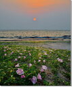 風景写真パネル 千葉の海 大貫海岸 浜昼顔(ハマヒルガオ) ボタニカル インテリア アートパネル パネル 写真 壁飾り 壁掛け 額要らず 模様替え 雰囲気作り 風水 プレゼント ギフト お祝い 結婚 新居 出産 誕生日 入学 卒業 成人式 就職 記念日 HN-185-F30