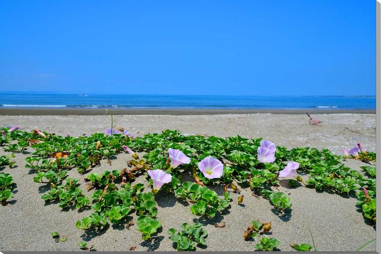 風景写真パネル 千葉 富津市 大貫海岸 浜昼顔(ハマヒルガオ) ボタニカル インテリア アートパネル ウォールデコ パネル 写真 壁飾り 壁掛け 額要らず 模様...