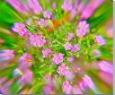 風景写真パネル かすみ草(カスミソウ)ボタニカル アートパネル インテリア パネル 写真 壁掛け 壁飾り 額要らず 模様替え 雰囲気作り 風水 リビング ダイニ...