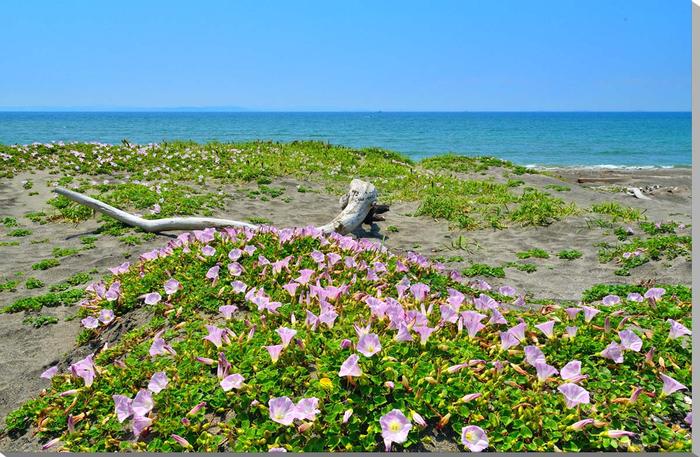風景写真パネル 千葉 磯根崎 海と流木と浜昼顔 (ハマヒルガオ) アートパネル インテリア ウォールデコ グラフィック パネル 写真 プレゼント ギフト 贈答品...