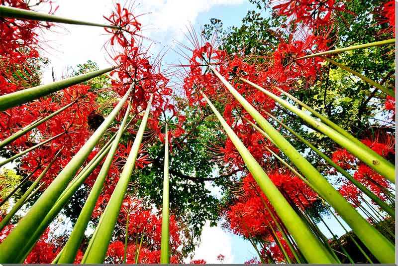 楽天写真パネルのあぁとすぺーすつくば風景写真パネル 埼玉 日高市 巾着田 曼珠沙華の花 ボタニカル ウォールデコ アートパネル グラフィックアート インテリア 壁飾り 壁掛け 額要らず 模様替え 雰囲気作り リフォーム 新築 ギフト プレゼントお祝い 結婚 誕生日 記念日 風水 思い出 HN-210-M15