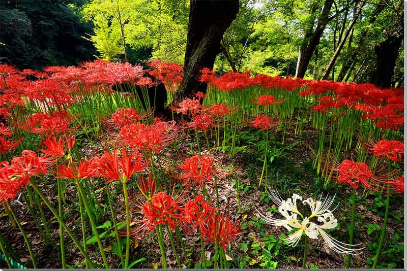 風景写真パネル 埼玉 日高市 巾着田 曼珠沙華の花 ボタニカル インテリア アートパネル ウォールデコ グラフィックアート パネル 写真 壁飾り 壁掛け 額要らず 模様替え 雰囲気作り リフォーム 新築 風水 旅の思い出 リビング オフィス 玄関 HN-230-M30