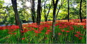 風景写真パネル 埼玉 日高市 巾着田 曼珠沙華の花 ボタニカル ウォールデコ アートパネル グラフィックアート インテリア 壁飾り 壁掛け 額要らず 模様替え 雰囲気作り リフォーム 新築 ギフト プレゼントお祝い 結婚 誕生日 記念日 風水 思い出 HN-235-13065