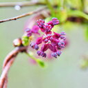 風景写真パネル 茨城 つくば アケビの花 ボタニカル アートパネル インテリア パネル 写真 プレゼント ギフト 贈答品 返礼 お祝い 結婚 新築 引っ越し 誕生日 記念日 年祝い IBA-a11-S3