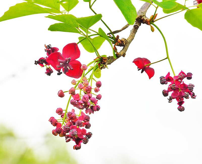 茨城県つくば市で撮影したアケビの花です。 【アケビ】 広く山野に自生する植物で、初秋になる果実は食べることができます。 花言葉は「才能」「唯一の恋」「前進」 ◆サイズ：45.5×38×厚さ2センチ （F8) ◆重 さ：約600g 壁に負担がかかりません ◆取り付け金具付き ■風景写真パネルの説明■ 丈夫で耐久性に優れ、表面が滑らかな光沢あるきれいな高級写真用紙を使っていますので、風景が綺麗に仕上がります。 見た目が鏡面仕上で高級感があります。 表面に触れないでください。気を使った扱いが必要です。 ◆写真パネルの発送は ご注文から、2〜3営業日以内に発送。 特注サイズは、10営業日以内に発送致します。風景写真パネル 茨城 つくば アケビの花 ◆風水では絵画より、写真を飾る方が効果が高いと言われます。 ◆絵画と異なり、リーズナブルな料金でスペースを飾ることができ、その景色を臨場感たっぷりに味わうことができます。 おしゃれなインテリアアートとして、お祝い、ギフトにお薦めです。 玄関、リビングなど癒やしの空間、お部屋の雰囲気作りに、アートフォト風景写真パネルをぜひ、どうぞ。 パソコンのモニターの色と、実際の商品の色が多少異なることがあります。