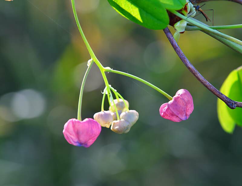 風景写真パネル 茨城 つくば アケビの花 インテリア アートパネル ウォールデコ パネル 写真 壁飾り 壁掛け 額要らず 模様替え 雰囲気作り 旅の思い出 風水 新築 リフォーム オフィス リビング ダイニング 寝室 玄関 ロビー IBA-a08-M6