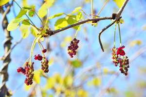 風景写真パネル 茨城 つくば アケビの花 インテリア アートパネル ウォールデコ パネル 写真 壁飾り 壁掛け 額要らず 模様替え 雰囲気作り 旅の思い出 風水 新築 リフォーム オフィス リビング ダイニング 寝室 玄関 ロビー IBA-a07-M6