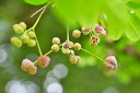 アケビの花 茨城 つくば オリジナル 風景写真パネル 41×24.2cm IBA-a05-M6【楽ギフ_包装】 壁掛け 壁飾り 癒やし 装飾 花のインテリアアート フォトアート ポスター リビング 玄関 お祝い プレゼント ギフトに 野バラ