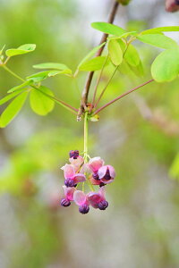 風景写真パネル 茨城 つくば アケビの花 ボタニカル アートパネル インテリア パネル 写真 プレゼント ギフト 贈答品 返礼 お祝い 結婚 新築 引っ越し 誕生日 記念日 年祝い IBA-a04-M6