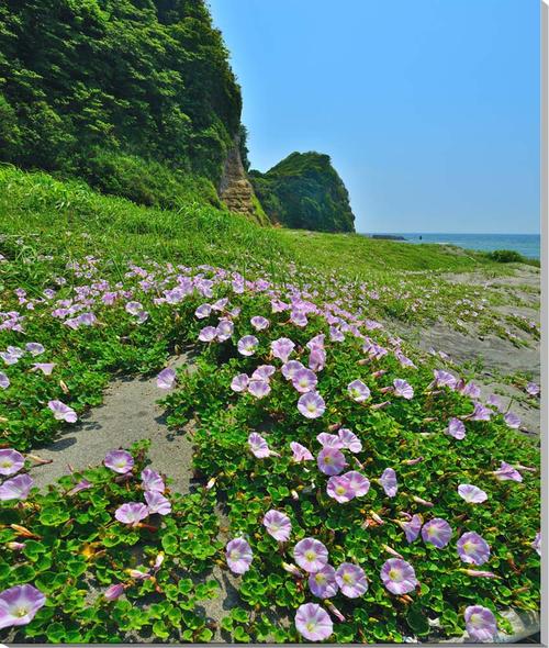 風景写真パネル 千葉 磯根崎 浜昼顔(ハマヒルガオ) ボタニカル インテリア アートパネル ウォールデコ パネル 写真 壁飾り 壁掛け 額要らず 模様替え 雰囲...