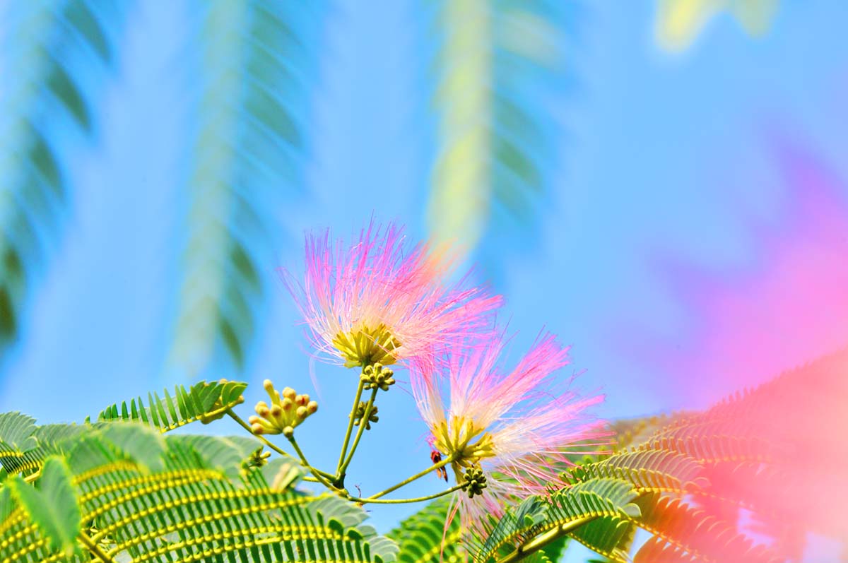 風景写真パネル ねむの木 2 クロス地 ボタニカル 癒やし なごみ アートパネル インテリア ウォールデコ グラフィックアート 壁飾り 壁掛け 額要らず 模様替...