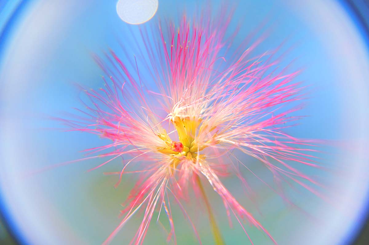 風景写真パネル ねむの木 11 合歓の木 花 ボタニカル インテリア アートパネル ディスプレイ ウォールデコ 癒やし ヒーリング オシャレ おしゃれ プレゼント ギフト 贈答品 返礼 お祝い 結婚 …