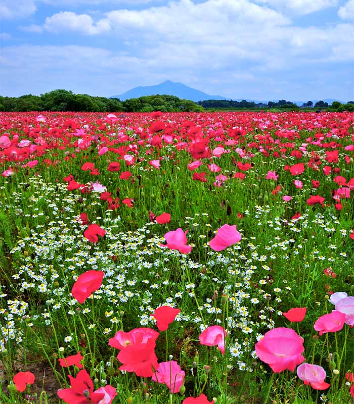 風景写真パネル 茨城 筑波山 ポピー ボタニカル アートパネル インテリア パネル 写真 壁掛け 壁飾り 額要らず 模様…