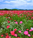 風景写真パネル 茨城 筑波山 ポピー ボタニカル アートパネル インテリア パネル 写真 壁掛け 壁飾り 額要らず 模様替え 雰囲気作り 風水 リビング ダイニ...