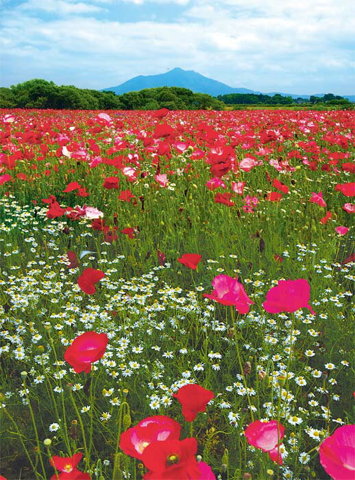 茨城県を代表する筑波山をバックに、小貝川ふれあい公園に咲き競うポピーを撮影しました。 【ポピー】 春から初夏にかけて、愛らしい花を咲かせるケシ科の植物。 全般的な花言葉は「いたわり」「思いやり」「陽気でやさしい」「慰め」など。 赤い花の場合...