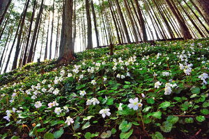 那珂町 いわうちわの群生 写真パネル 80.3×53cm　IBA-100-M25 壁飾り/壁掛け/インテリア/アート【楽ギフ_包装】【楽ギフ_のし宛書】【楽ギフ_名入れ】 ディスプレイ 模様替え タペストリー 風景ポスター 新築祝い