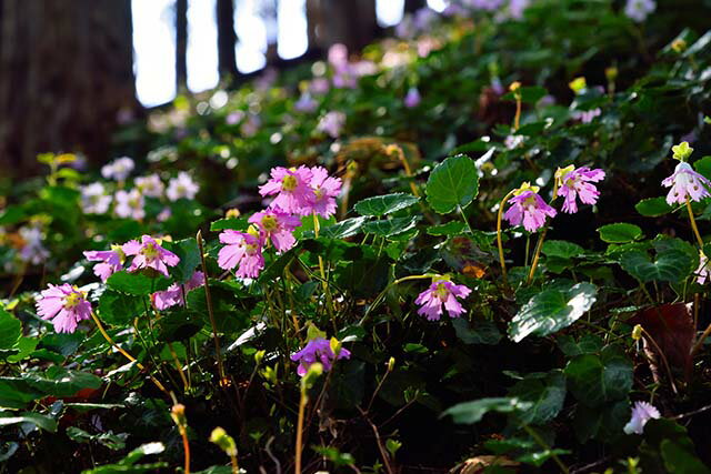 風景写真パネル 茨城 那珂町 いわうちわの群生 インテリア 写真 パネル 壁掛け 壁飾り 模様替え 雰囲気作り リビング ダイニング オフィス プレゼント ギフ...